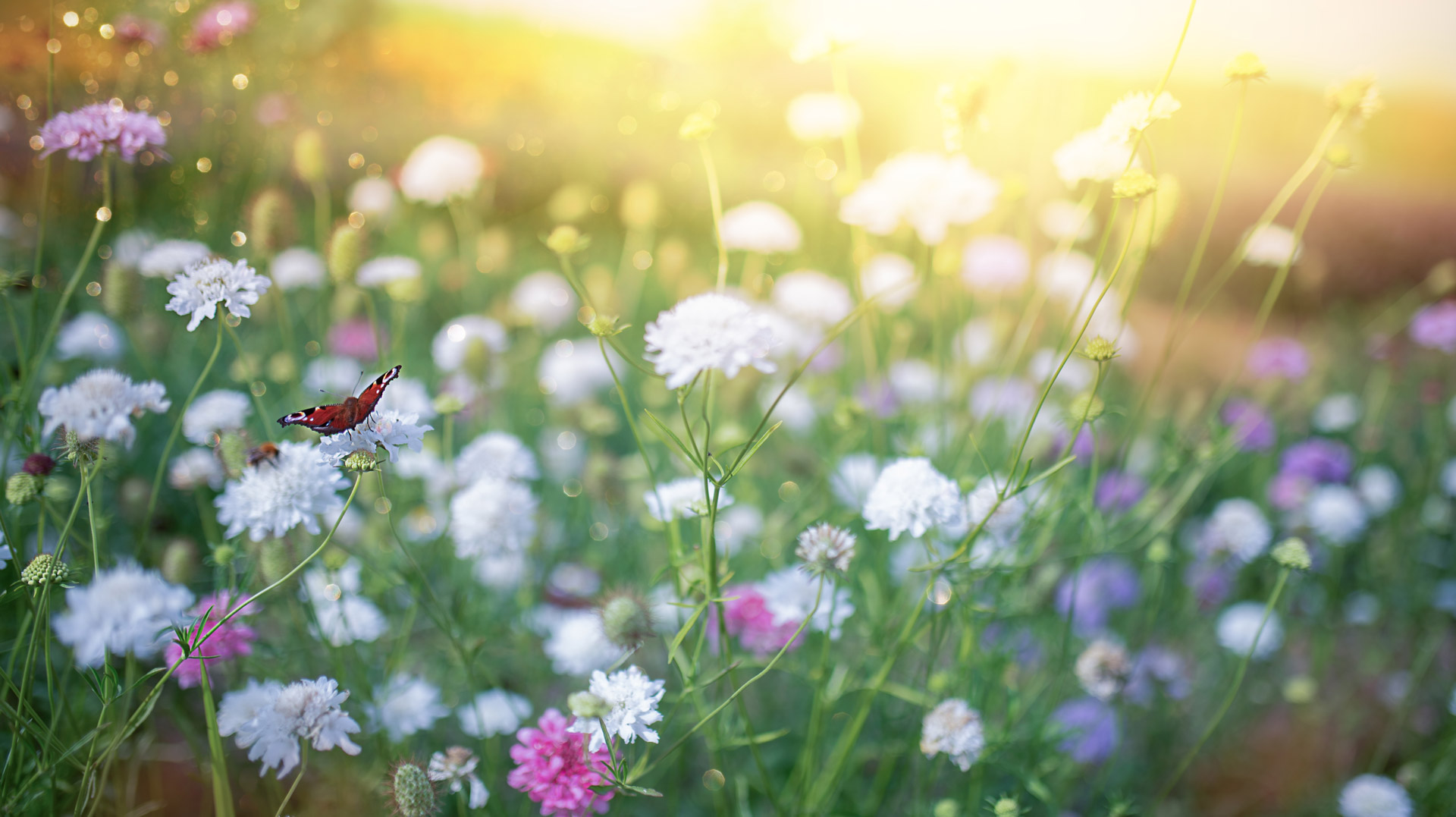 Billmann Bestattungen